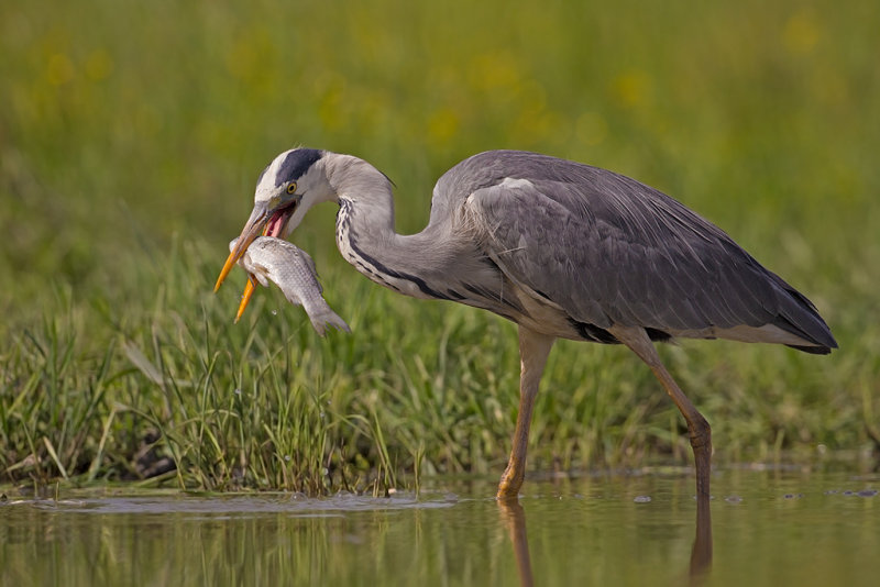 Grey Heron   Hortobagy,Hungary