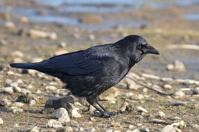 Carrion Crow  Conwy RSPB