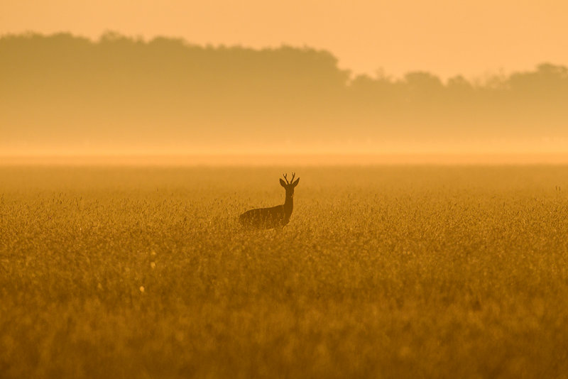 Roe Deer   Hortobagy,Hungary