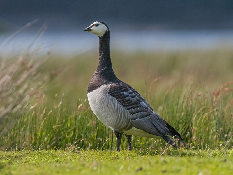 Goose,Barnacle 