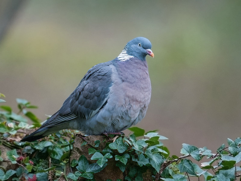 Pigeon, Common Wood 
