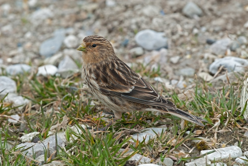 Twite   Penrhyn Beach, Conwy