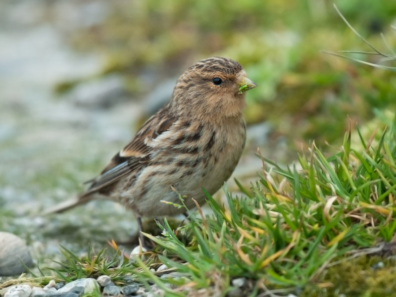 Twite   Penrhyn Beach, Conwy