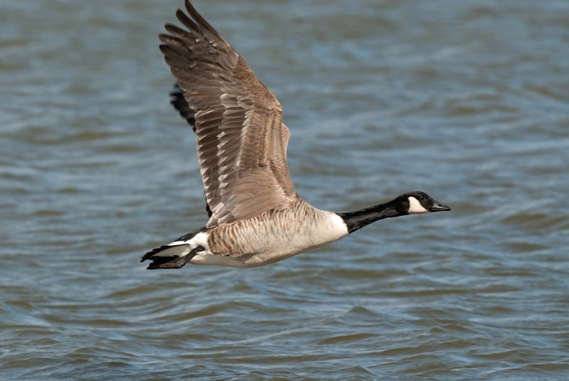 Canada Goose Conwy RSPB