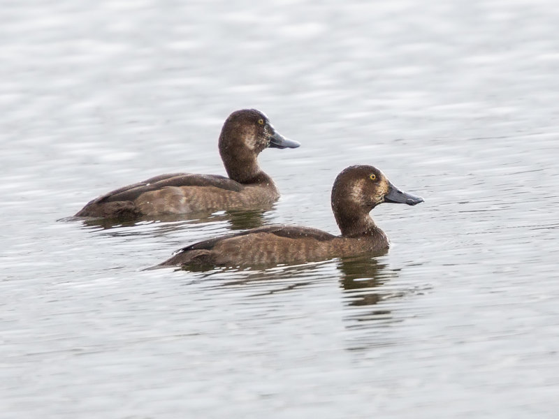 Scaup   Wales