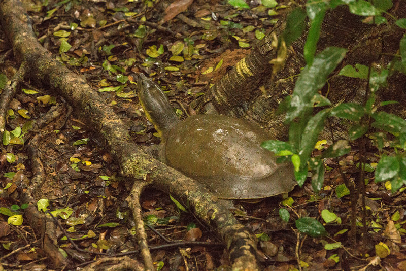 Indian Flapshell Turtle   Wilpattu NP,Sri Lanka