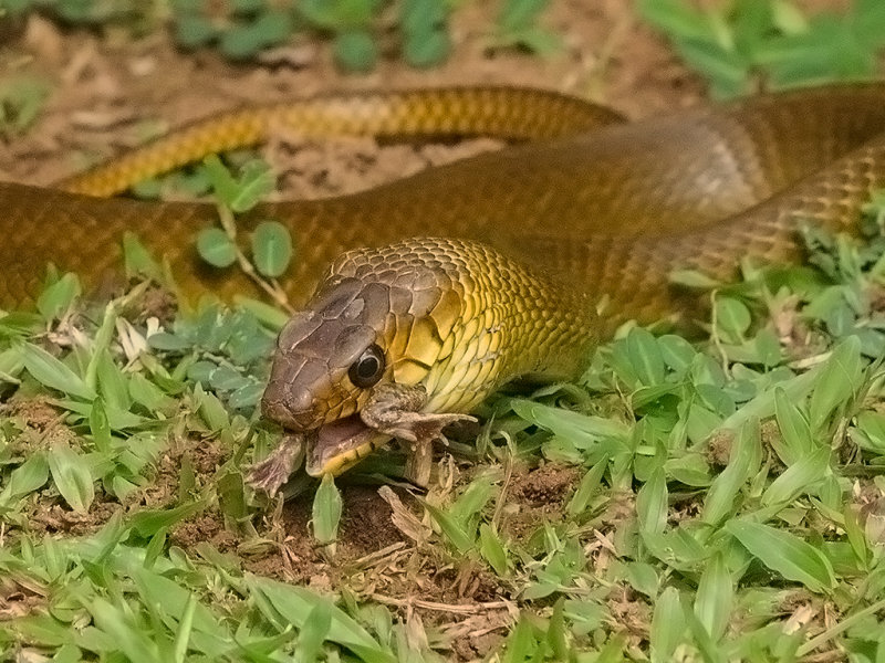 Rat Snake & Frog  Waikkal,Sri Lanka 