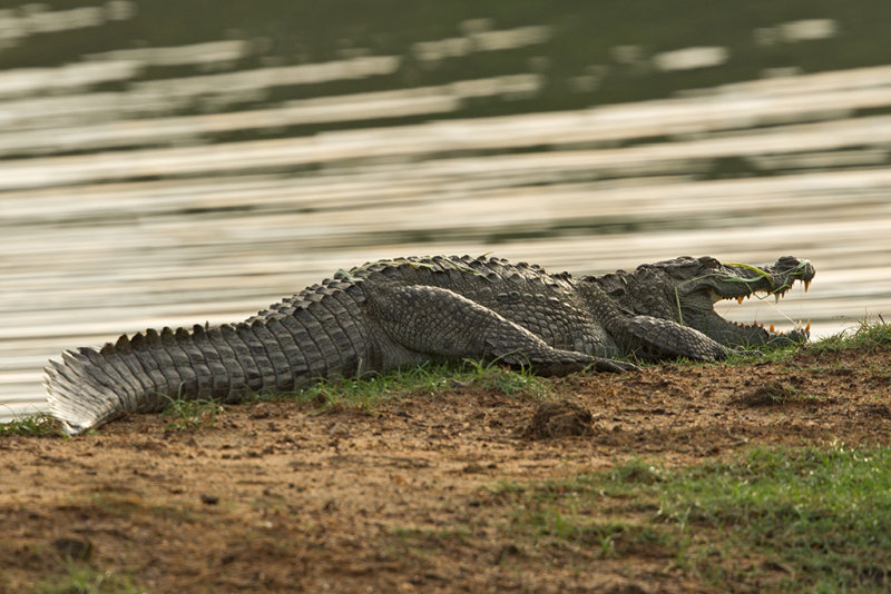 Marsh Mugger Crocodile  Yala NP,Sri Lanka 