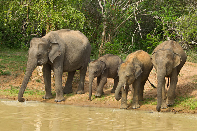 Asian Elephant  Yala NP,Sri Lanka 