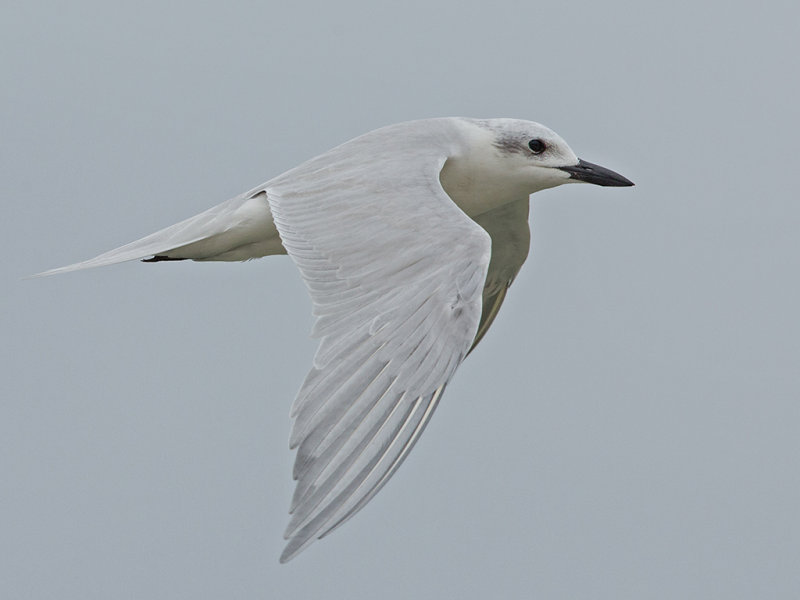 Gull-billed Tern Sri Lanka