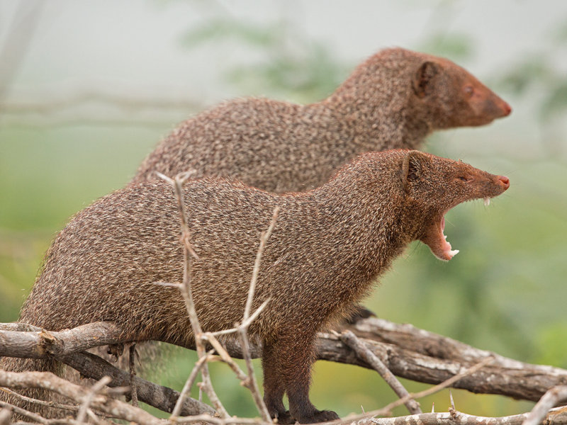 Mongoose