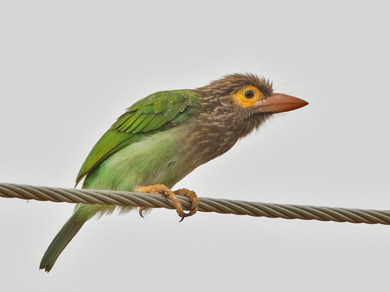 Barbet, Brown-headed, 