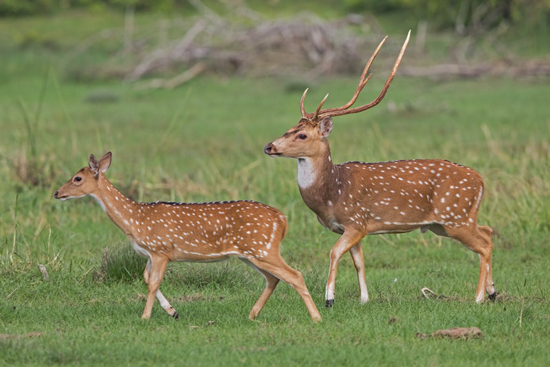 Spotted Deer  Sri Lanka