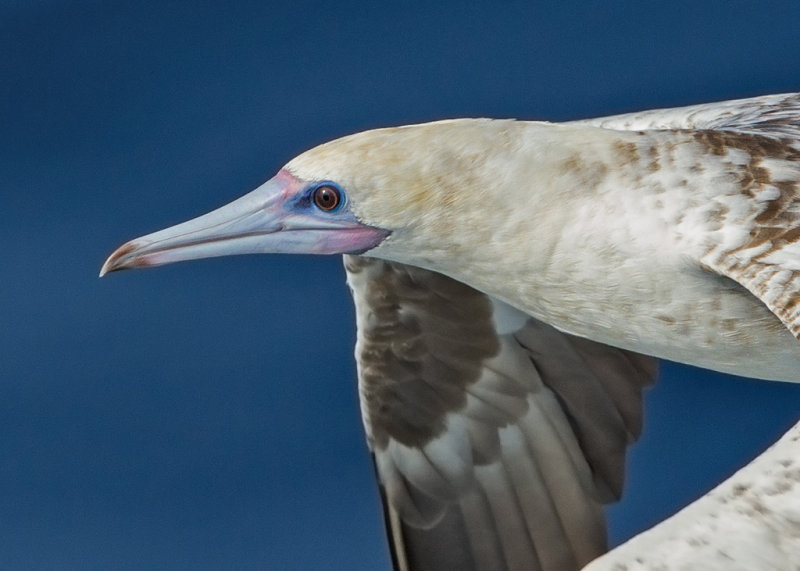 Red Footed Booby   Nth Atlantic, off S.America