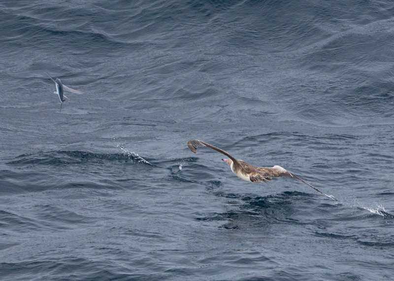 Red Footed Booby after Flying Fish   Nth Atlantic, off S.America