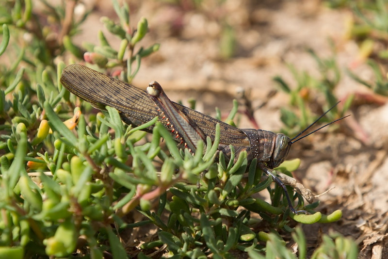 Desert Locust   Mindelo,Cape Verde