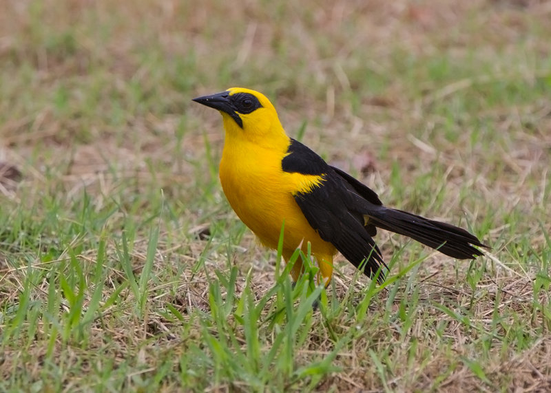 Oriole Blackbird