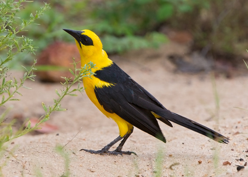 Oriole Blackbird   Alter do Chao,Brazil