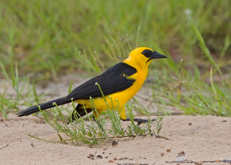 Oriole Blackbird   Alter do Chao,Brazil