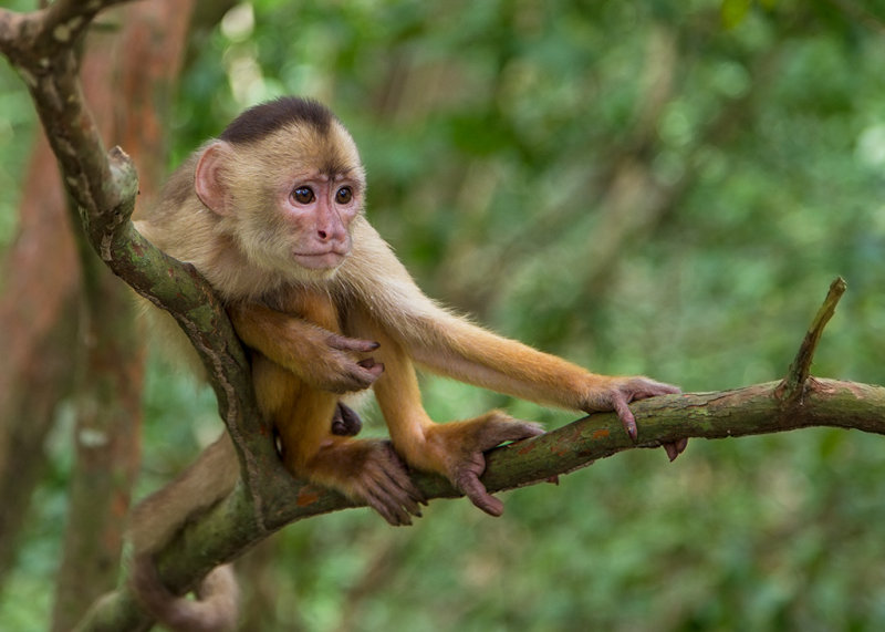 White Faced Capuchin Monkey   Nr Manaus,Brazil