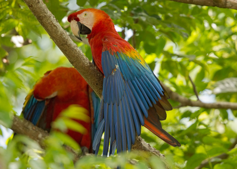 Scarlet Macaw  Ille du Salut,French Guiana  