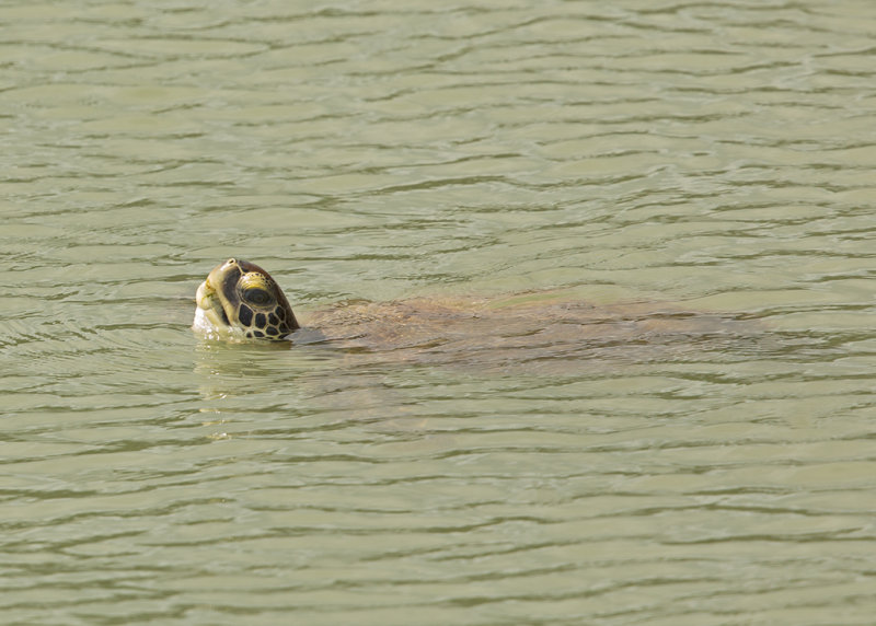 Green Sea Turtle   Ille du Salut,French Guiana