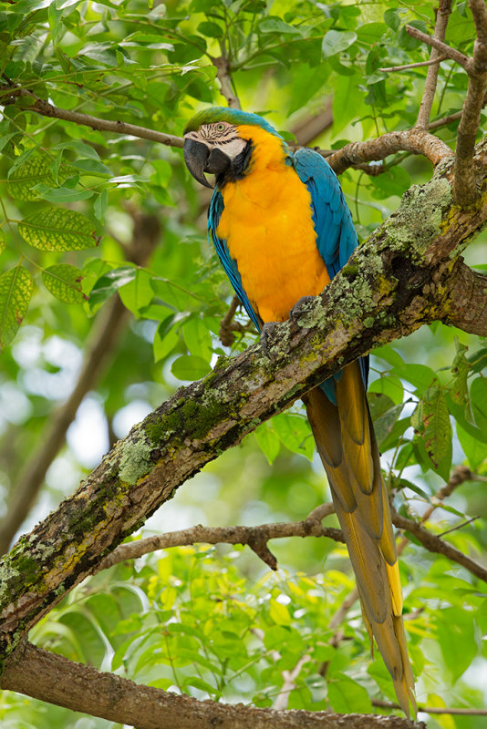 Blue and Yellow Macaw   Ille du Salut,French Guiana