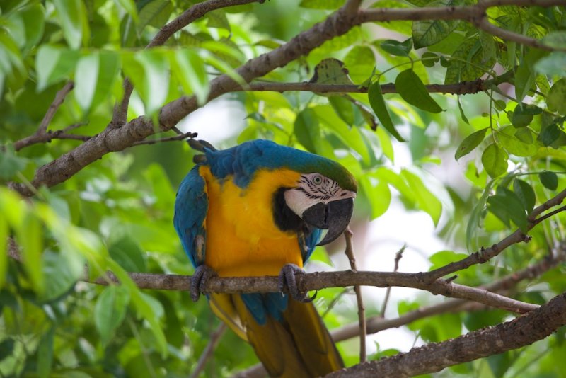 Blue and Yellow Macaw   Ille du Salut,French Guiana