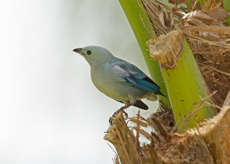 Blue-Grey Tanager   Ille du Salut,French Guiana