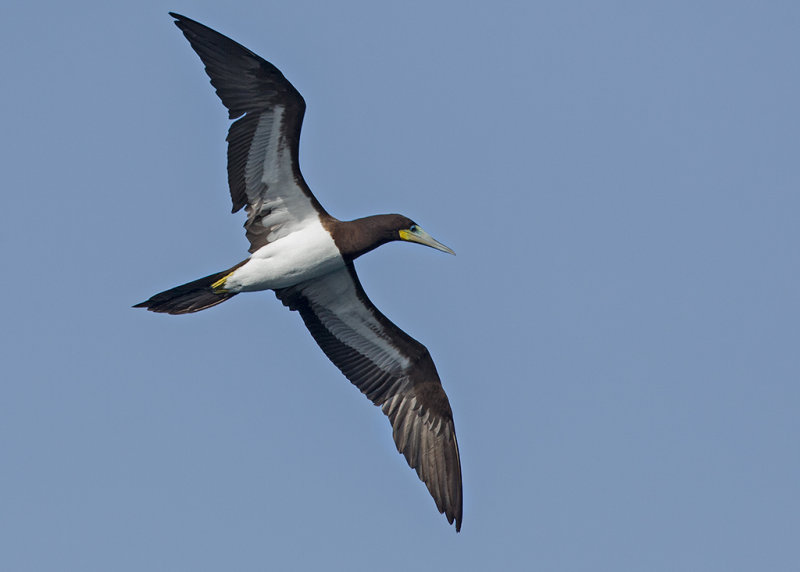 Brown Booby