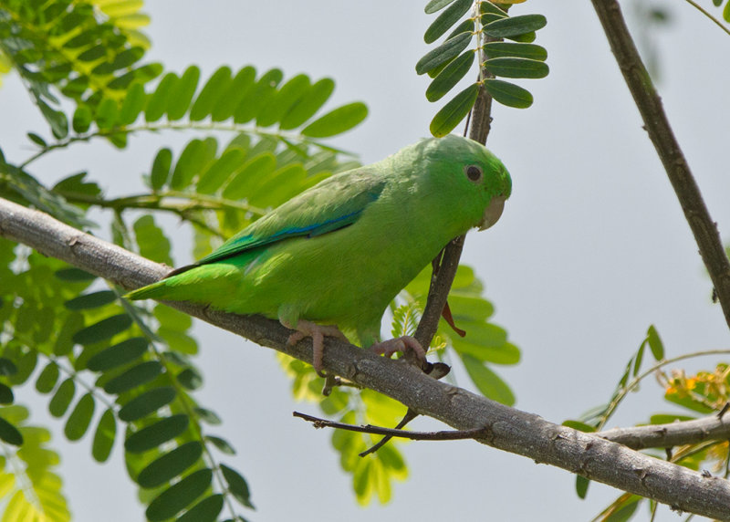 Blue Winged Parrotlet   Paratins,Brazil
