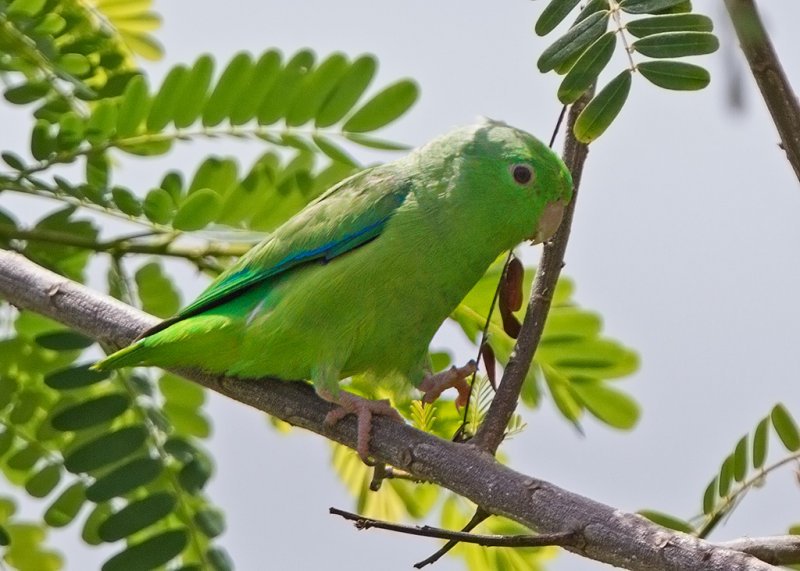 Blue Winged Parrotlet   Paratins,Brazil