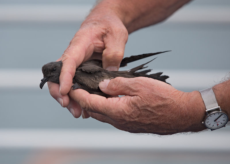 Leach's Petrel   Ille Du Salut,French Guiana