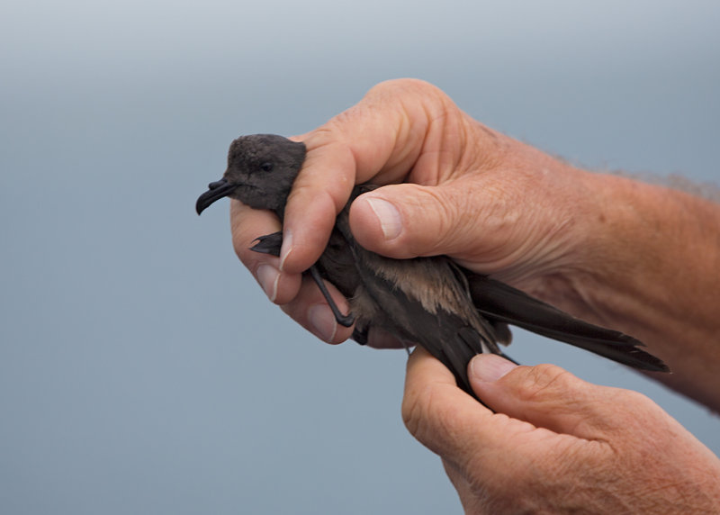 Leach's Petrel   Ille Du Salut,French Guiana