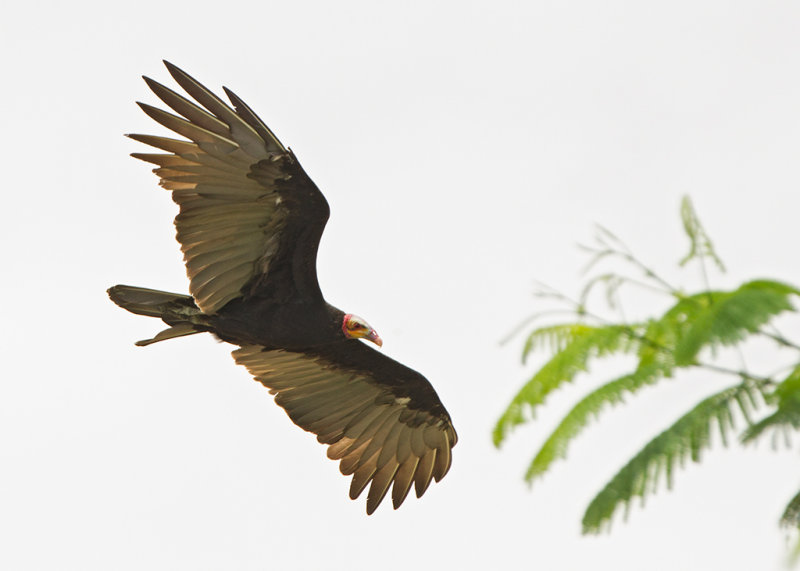 Yellow Headed Vulture   Paratins,Brazil