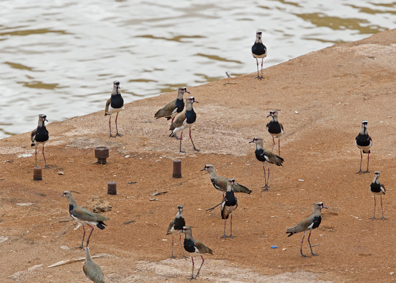 Southern Lapwing   Santana,Brazil