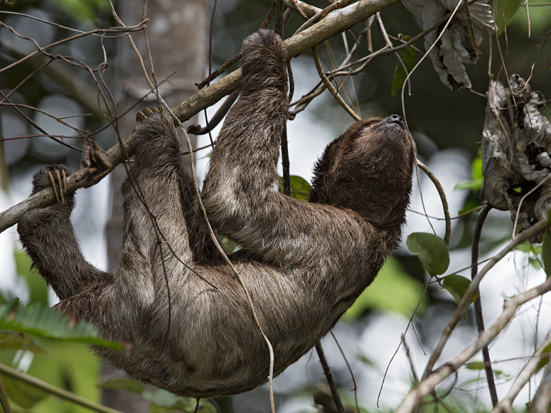 Sloth,Three Toed 