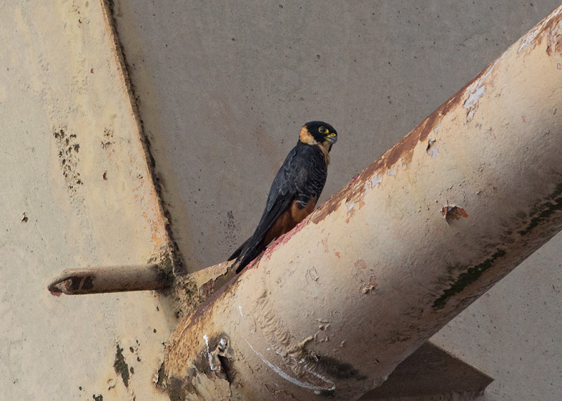 Bat Falcon   Manaus,Brazil