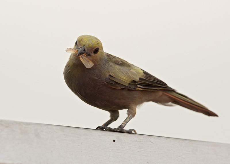 Palm Tanager   Santarem,Brazil