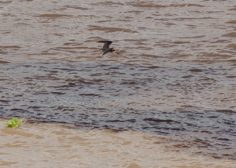 Black Skimmer  at the birthplace of the Amazon, Manaus