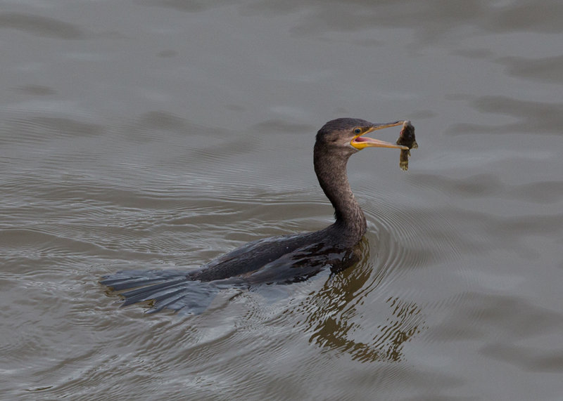 Neotropic Cormorant   Santarem,Brazil