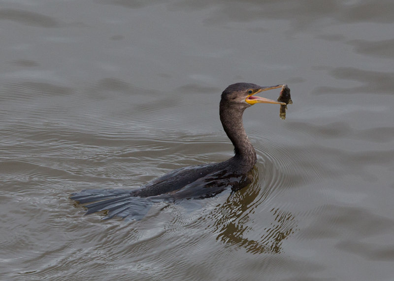 Neotropic Cormorant