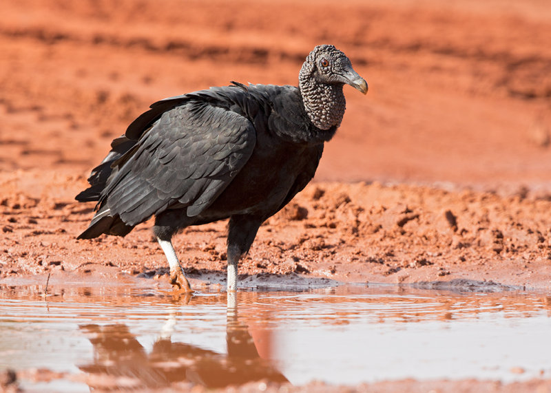 Black Vulture