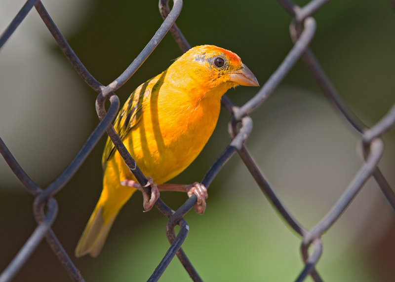 Orange Fronted Yellow-Finch   Santarem,Brazil