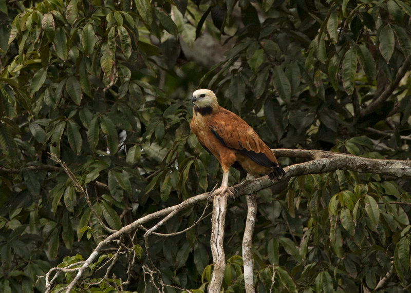 Black Collared Hawk   Nr Manaus,Brazil