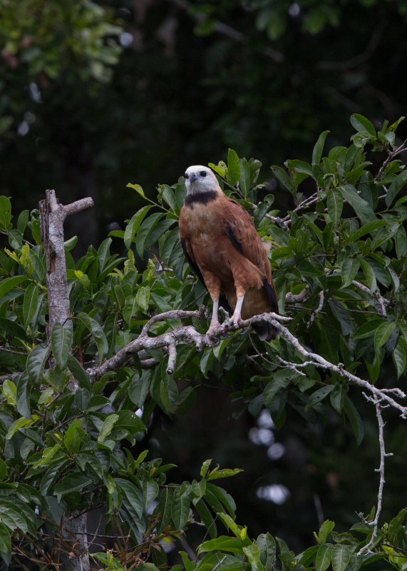 Black Collared Hawk   Nr Manaus,Brazil