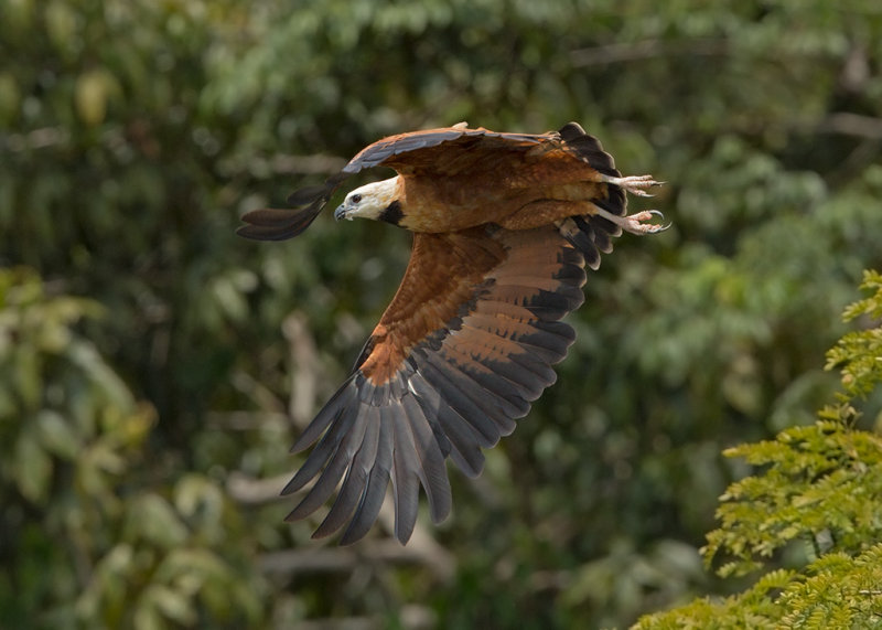 Black Collared Hawk   Nr Manaus,Brazil