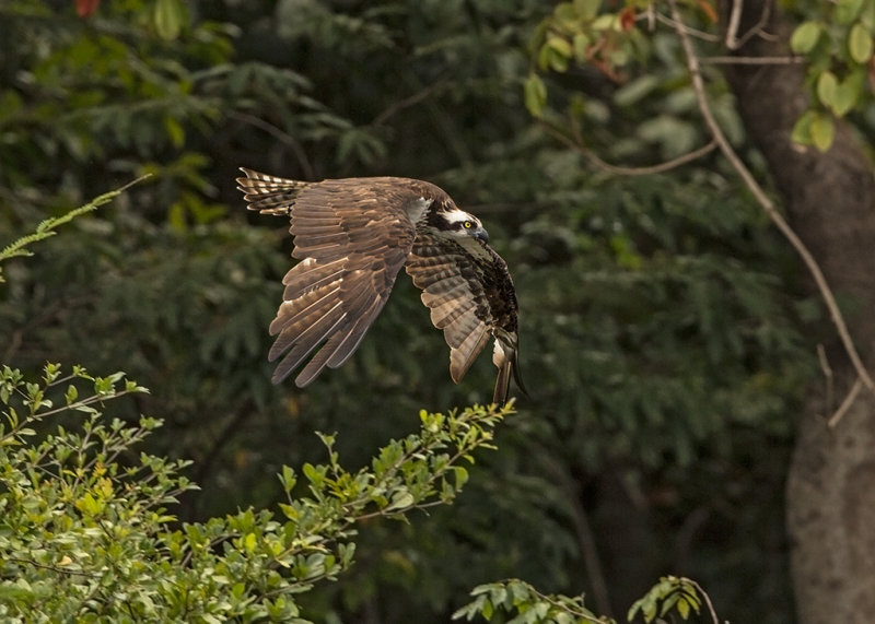 Osprey   Nr Manaus,Brazil