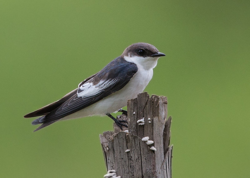 White Winged Swallow