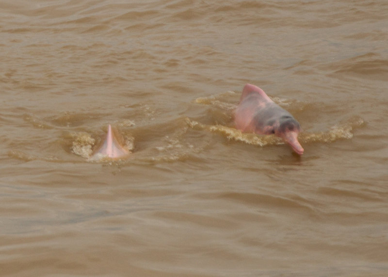 Dolphin (or Boto),Amazon Pink River 